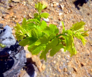 Vineyard growing